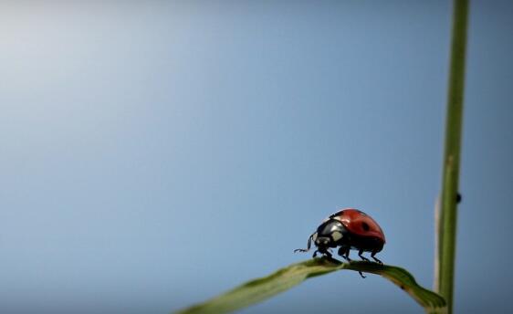 被貓抓傷出血要打針嗎