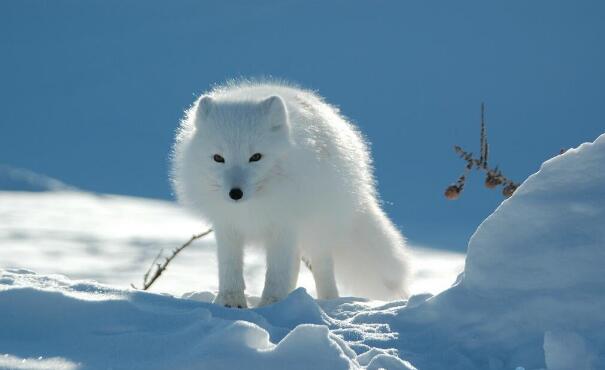 卡林娜巴杜奇揚