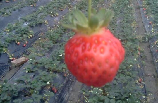 草莓的營養(yǎng)價值及功效與作用