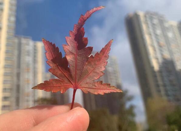 車曉的個人簡介