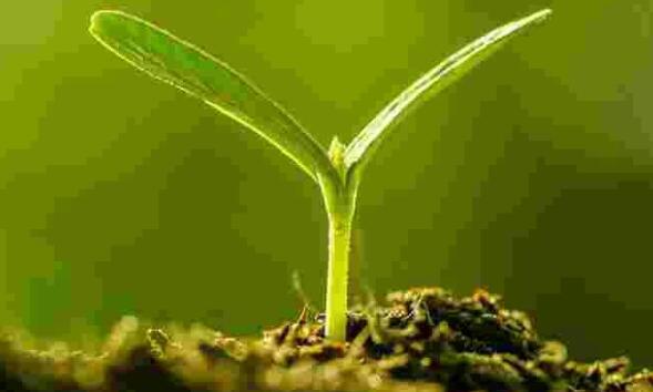 家里千萬不能養(yǎng)的6種花