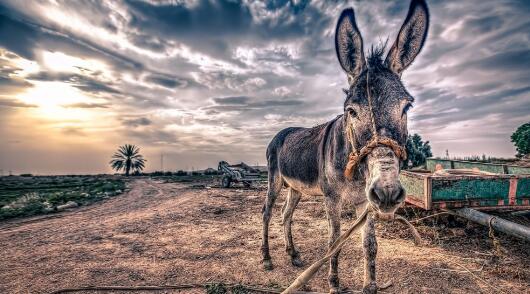 圖片報(bào)主編萊歇爾特