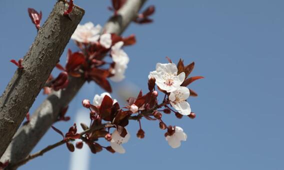 中國(guó)再向世衛(wèi)捐款三千萬(wàn)美元抗疫