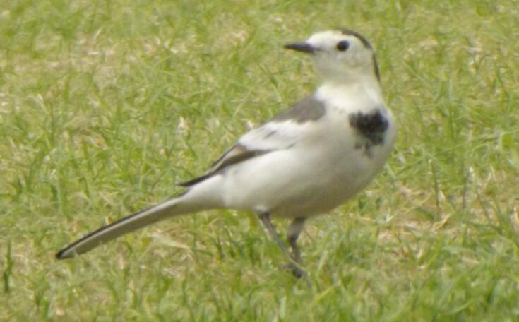 袁姍姍捏文物稱還可以修復(fù)