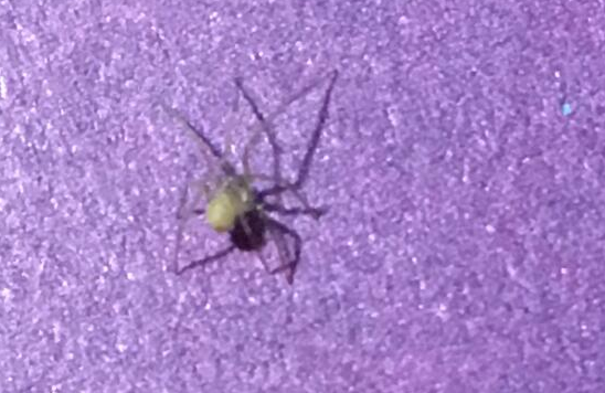 江西南美凍蝦外包裝檢出新冠陽(yáng)性