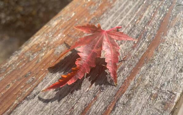 關(guān)閉美國(guó)駐成都總領(lǐng)事館