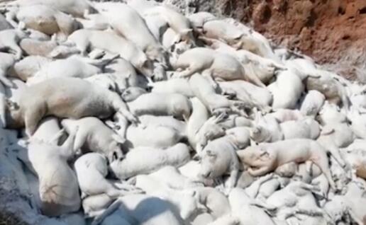 景德鎮(zhèn)一養(yǎng)豬場大批死豬致污染