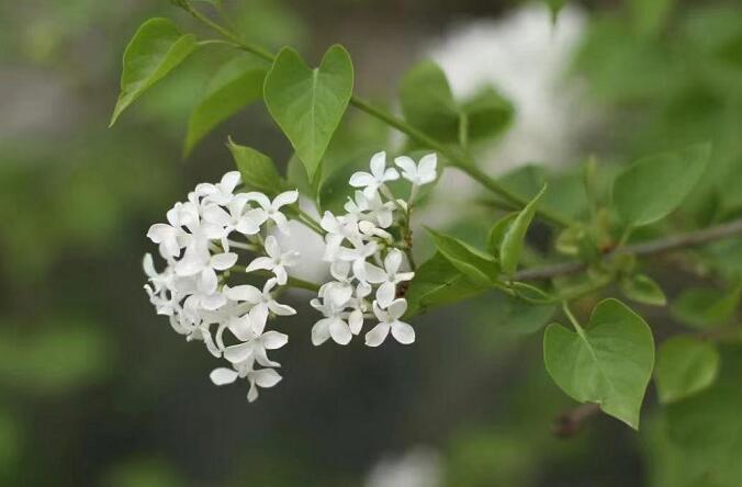 專(zhuān)家建議成人每日吃荔枝不超十顆