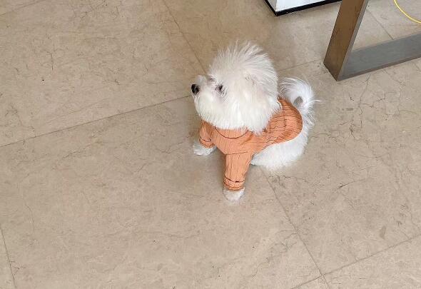 寵物訓練多少錢?