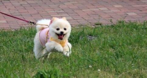 澳大利亞將對(duì)貓實(shí)行宵禁