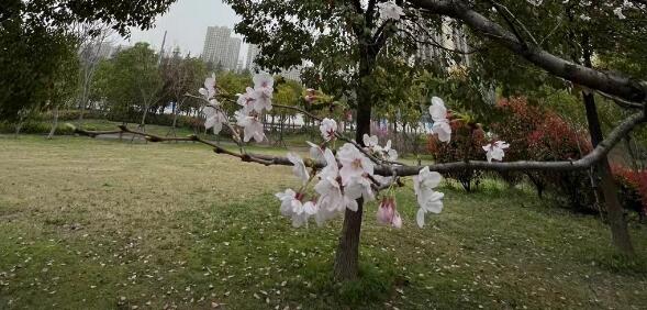 描寫桃花的詩(shī)句