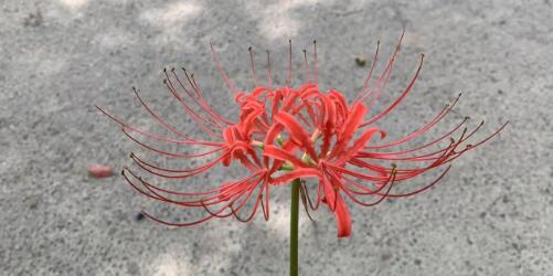 南京櫻花最佳觀賞時間