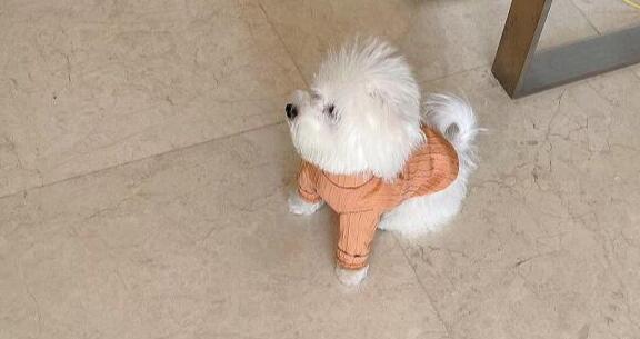 馬爾濟(jì)斯犬多少錢(qián)一只