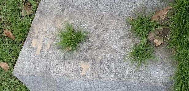 呼吸道合胞病毒感染刷屏