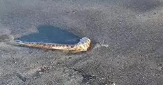 日本北海道海岸現(xiàn)大量沙丁魚(yú)尸體