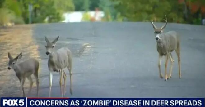 美國出現(xiàn)僵尸鹿病毒