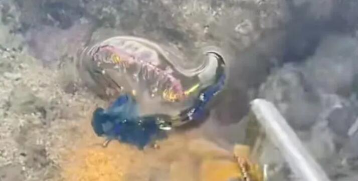 三亞沙灘現(xiàn)多起劇毒水母傷人事件