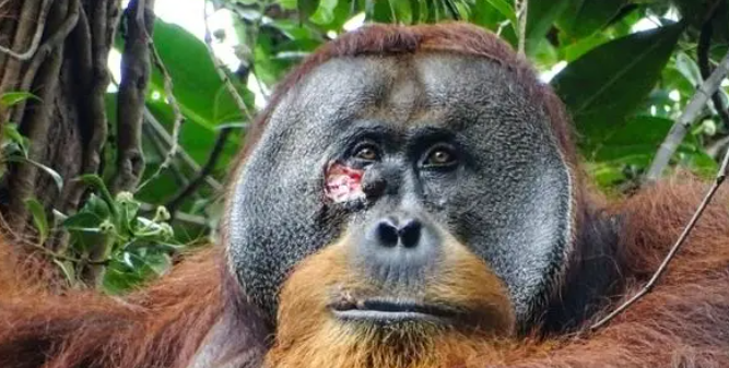 紅毛猩猩首次被發(fā)現(xiàn)用藥草處理傷口