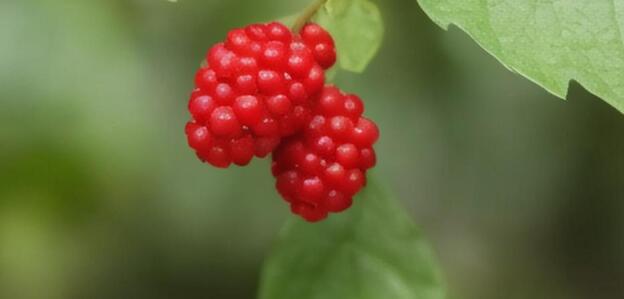 邁開腿讓我看看你的草莓圖