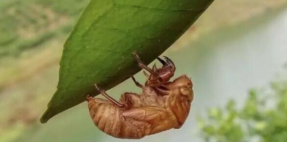 敘利亞為什么發(fā)生戰(zhàn)爭(zhēng)