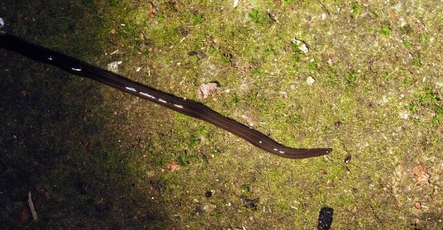 四川觀測(cè)到惡性外來(lái)入侵物種