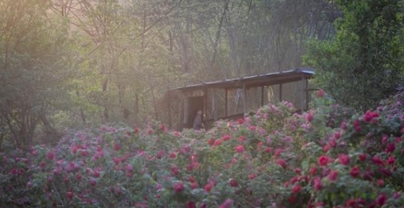 李子柒拿柴房造了一個(gè)森林衣帽間