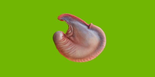 女生直播拔雞屁股毛萬人觀看