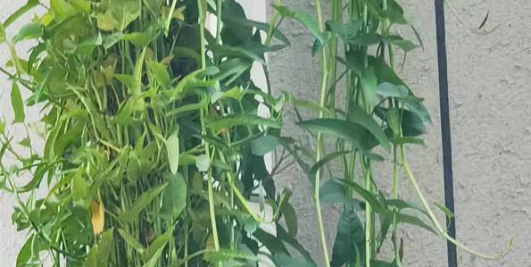 藤藤菜就是空心菜嗎